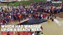 Over 200 People Helped Save This Stranded Humpback Whale