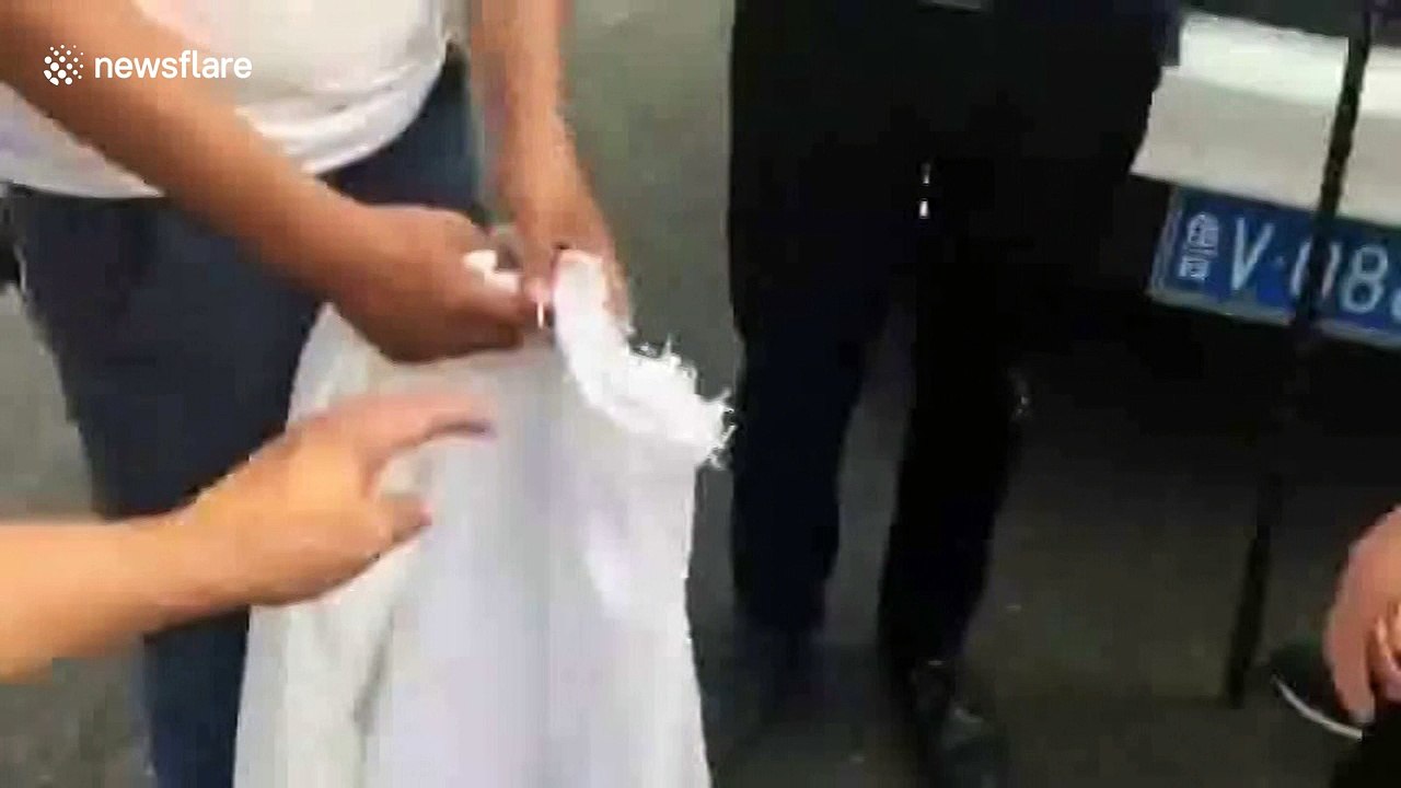 Farmers battle swarm of locusts in northern China