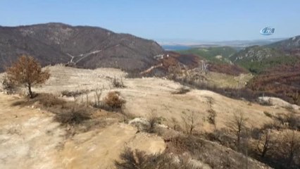 Yanan Alana 1,5 Milyon Yeni Fidan...kül Olan Orman Havadan Görüntülendi