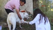 Varto'da Yaralı Köpeğe Kaymakam Sahip Çıktı