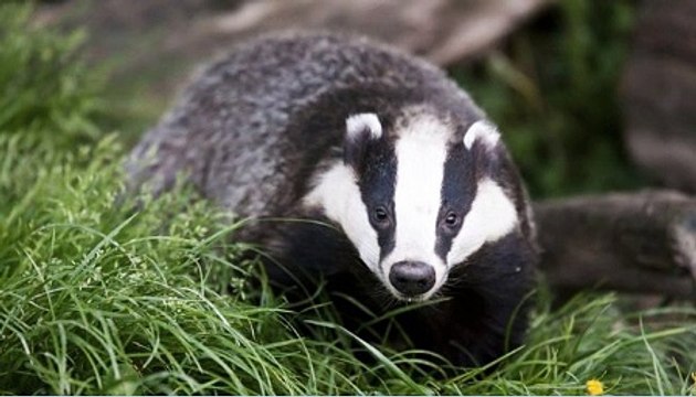 BBC Radio 5 live Breakfast 12Sep17 - licences have been issued for badger culling in 11 new areas