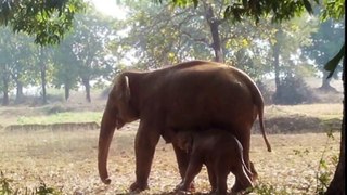 Elephant Digs A Hole For 11 Hours, What She Pulls Out… OMG.