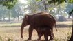 Elephant Digs A Hole For 11 Hours, What She Pulls Out… OMG.