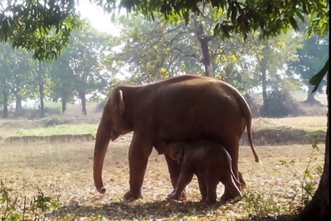 Elephant Digs A Hole For 11 Hours, What She Pulls Out… OMG.