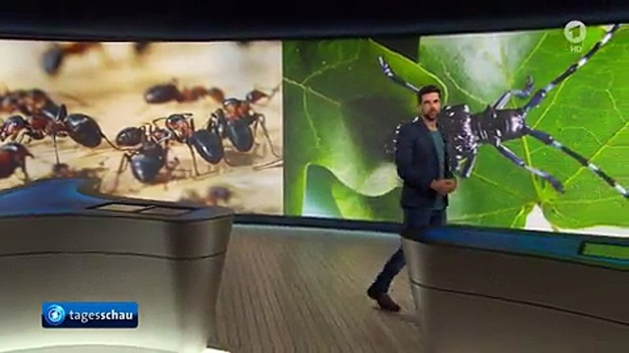 Insektenbionik | Gut Zu Wissen | Tagesschau24
