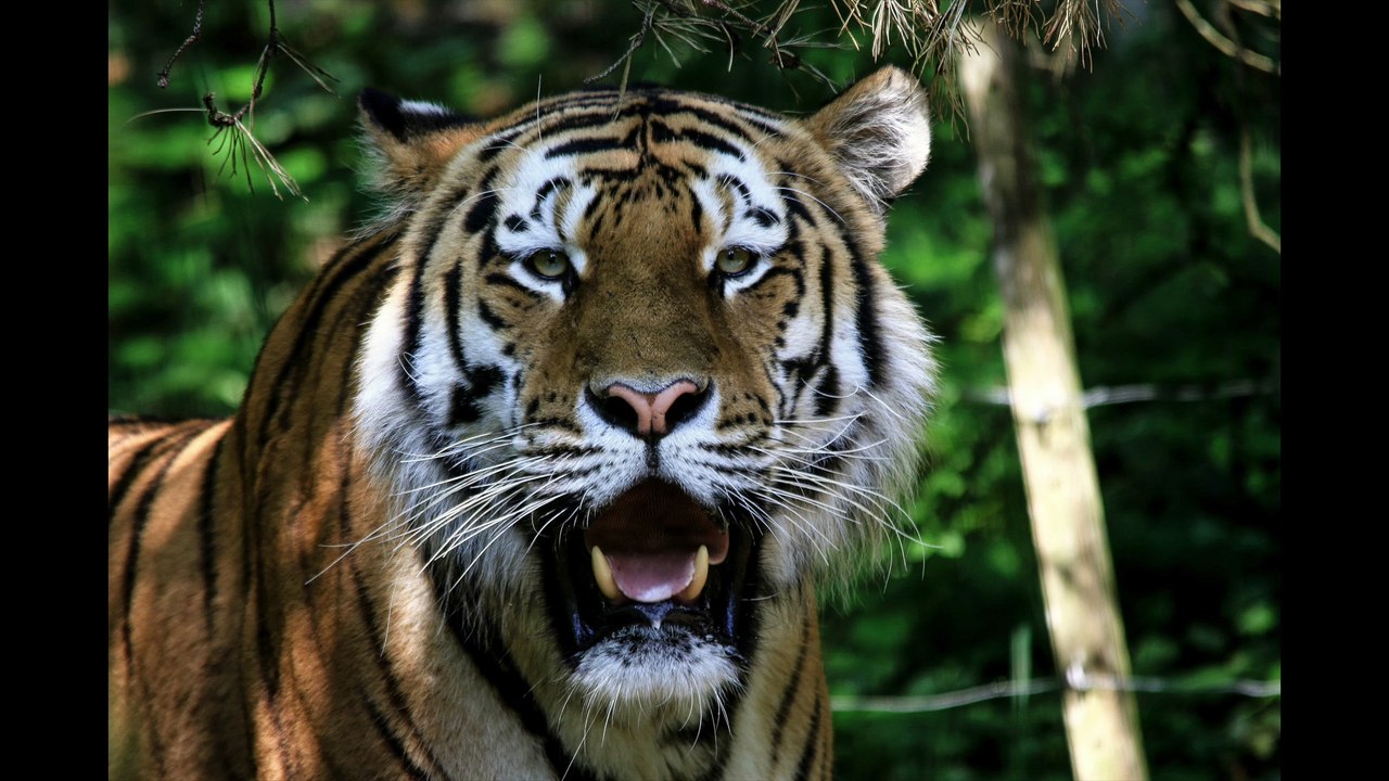 Das echte Leben ihm Zoo , die besten Fotos