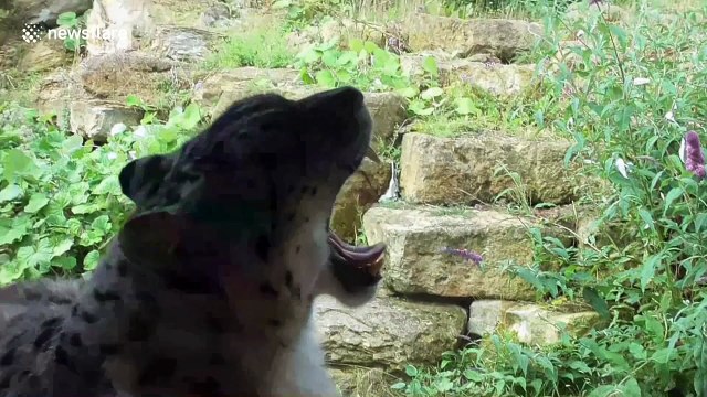 Try not to yawn: zoo animals' sleepiness gets contagious