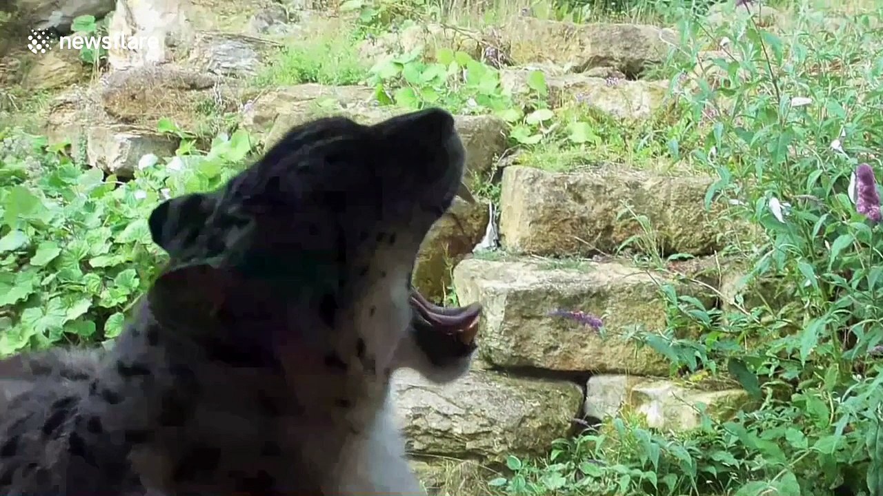 Try not to yawn: zoo animals' sleepiness gets contagious