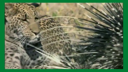 LEOPARDO VS PORCO ESPINHO 2