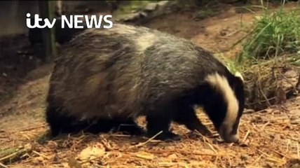 ITV News 11Sep17 - badger cull extended to the North West