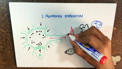 Introducción a la endocrinología | Capítulo 74 | Fisiología de Guyton & Hall, Parte 1.