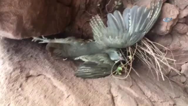 Keklik Avlamak İçin Kurulan 8 Tuzak Düzeneği Ele Geçirildi