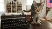Hemingway's six-toed cats made it through Irma in one piece