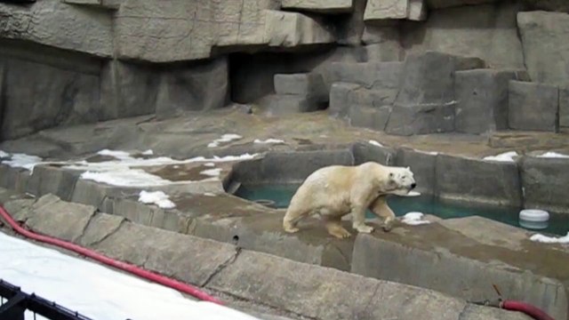 POLAR BEARS DANCES FOR PEOPLE AT THE ZOO