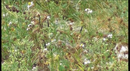 Torcol fourmilier dans la réserve Baie de Saint Brieuc