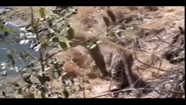 Giant Anaconda vs Jaguar - Python vs Tiger - Python vs Leopard
