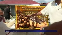 Après Irma, la vie reprend son cours à Saint-Barthélemy