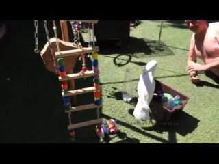 Cockatoo Won't Let Owner Clean Her Toys Up