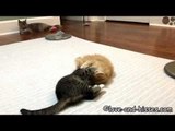Adorable 10-Week-Old Kittens Master the Task of Playing Together
