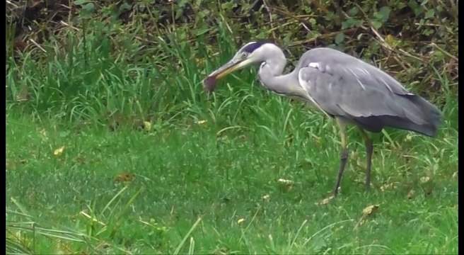 Héron centré au château de la Hunaudaye