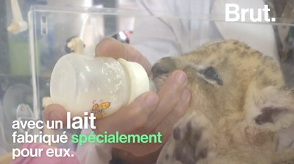 Deux lionceaux sauvés en Chine