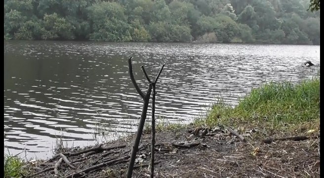 Ragondin albinos à Saint Donan