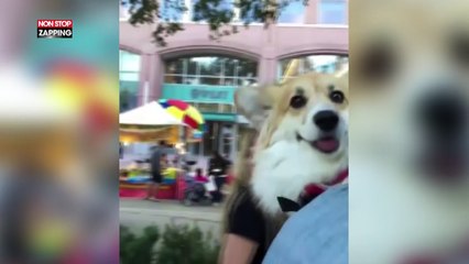 New York : cet homme sa balade avec son chien dans un sac à dos ! (Vidéo)