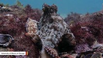 Study Suggests Octopuses May Not Be Loners