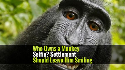 Who Owns a Monkey Selfie? Settlement Should Leave Him Smiling