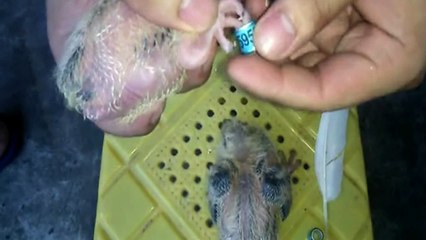 Tags for birds, chipping birds, identification of birds