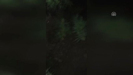 Bahçede Hint Keneviri Yetiştirdiler