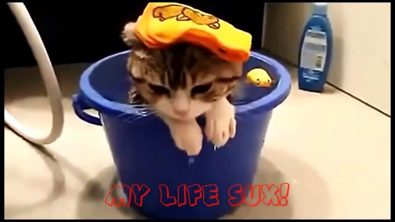 funny cats compilation most see funny cat videos ever part 1.
