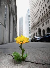 "Io sono responsabile della mia rosa..."