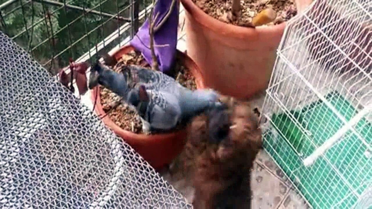 Puppy and pigeon