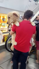 Big Puppy is Scared of Escalators