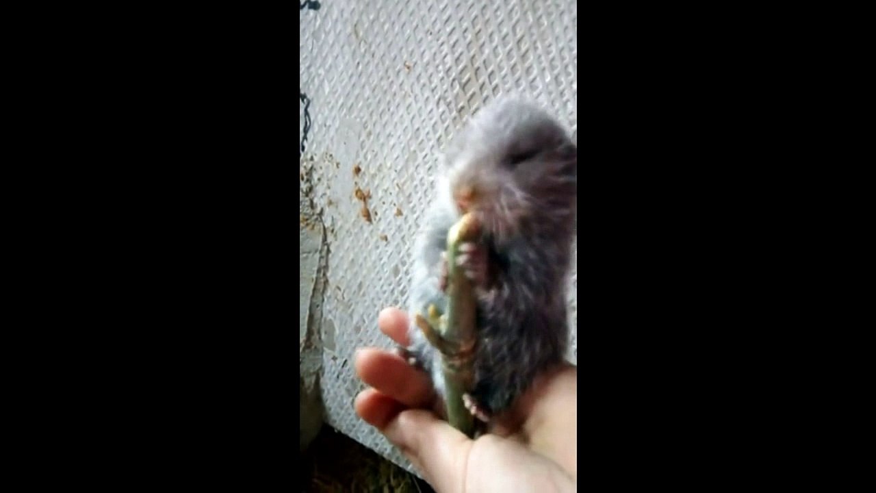 Rhizomys is a genus of rodents in the family Spalacidae