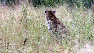 Leopard (Panthera pardus) at Mala Mala Game Reserve