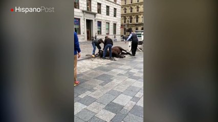 Harto del trabajo un caballo se declaró en huelga en Montreal