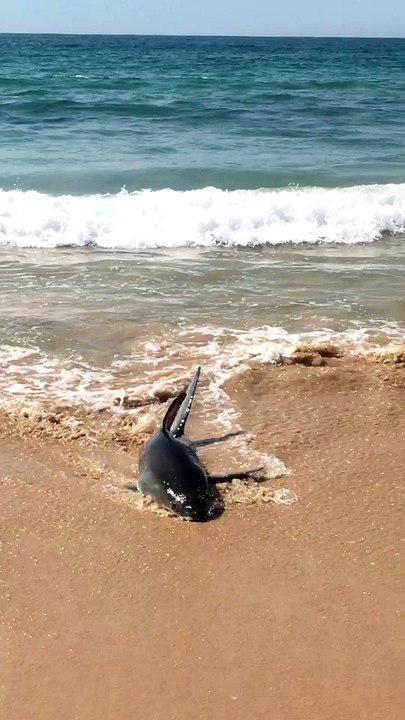 Shark Spotted on Manly Beach