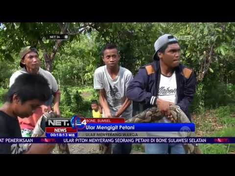 Ular Sepanjang 7 Meter Mangsa Manusia di Bone Sulsel - NET24