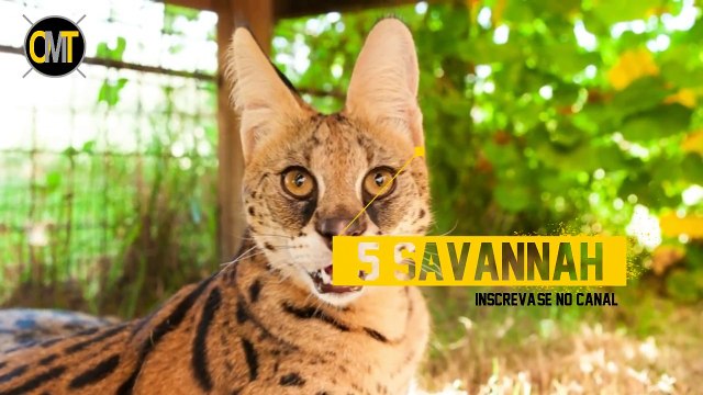 10 Animais Híbridos Que Você Não Vai Acreditar Que Existem