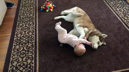 Siberian Husky plays gently with baby [360p]