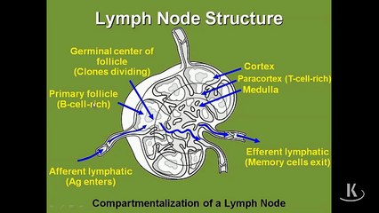 Inmunology Chapter 4 - Kaplan