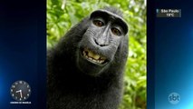 Macaco ganha direitos autorais de selfie famosa tirada em 2011