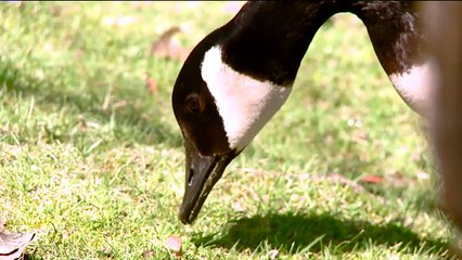 Method Used to Euthanize Geese at State Park in Ohio Causing Controversy