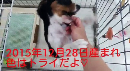 ママが大好き　重村浩臣 (7)