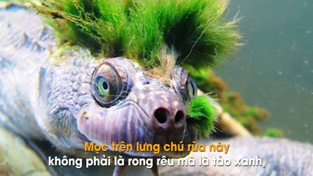 Choáng váng với hình ảnh tuyệt đẹp của chú rùa báu vật cung đình quý hiếm nhất thế giới