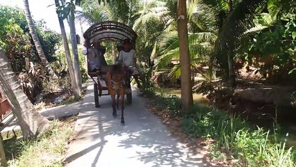 Du lịch bằng xe ngựa ở Thới sơn Mỹ tho Tiền Giang Bến Tre