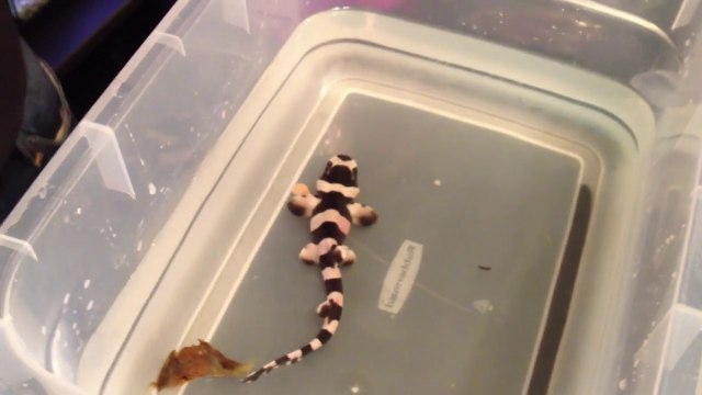 Il découpe un œuf de requin léopard et va avoir une sacré surprise…