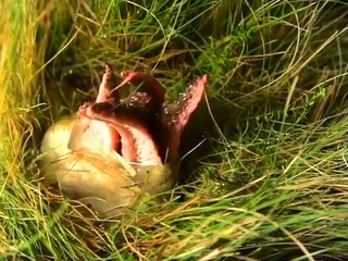 Il trouve un oeuf répugnant au fond de son jardin mais ce n'est pas un oeuf... Champignon "Doigt du Diable"